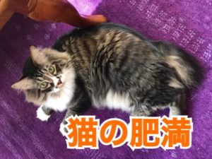 猫の肥満 ケアペッツ鎌倉店 動物看護師によるペットシッター