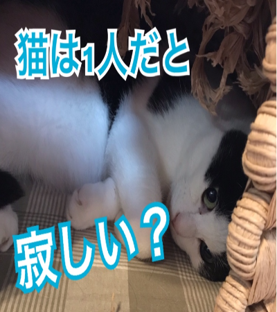 猫は1匹だと寂しいの ケアペッツ鎌倉店 ペットシッター